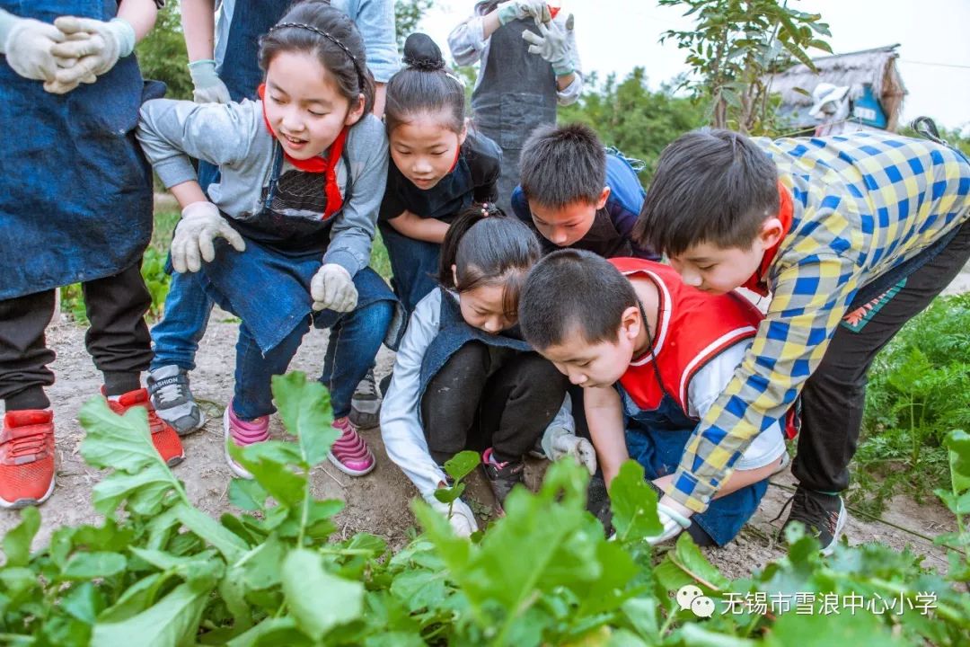 翻地、播种…无锡老小将课堂搬到了田间地头
