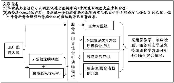 洛伐他汀联合胰岛素干预双侧卵巢切除2型糖尿病SD模型大鼠骨折的愈合
