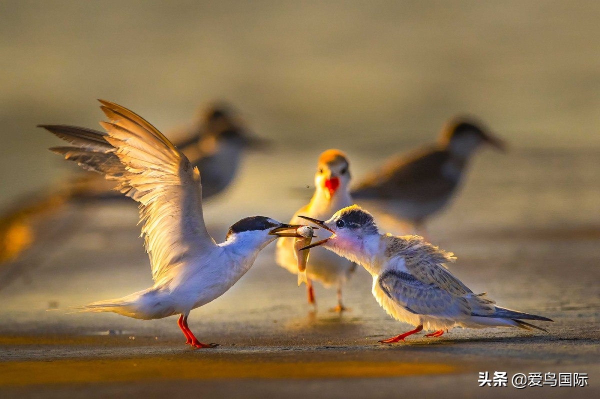 2020观鸟,观鸟大年影片