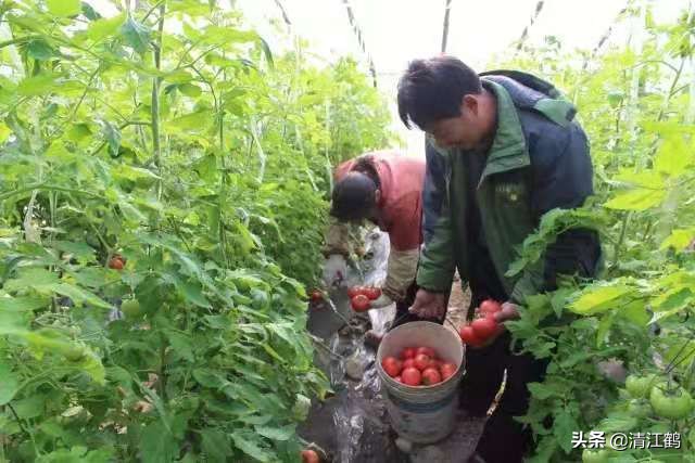 农村末来最有希望的行业有哪些,未来五年什么农村行业最有前景