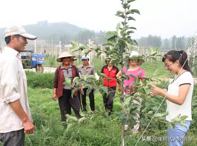 新形势下苹果栽培技术,苹果矮砧集约高效栽培技术图解
