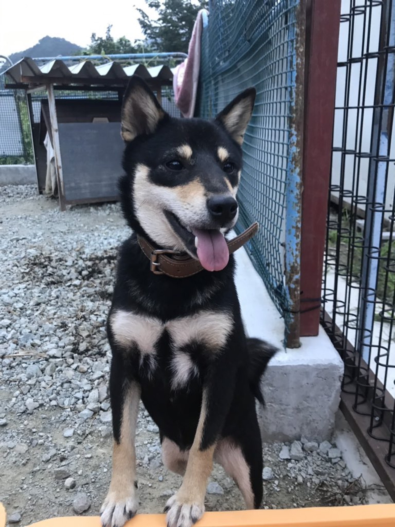 狗狗被蜜蜂蛰了怎么消肿止痒最快,狗狗的脸被蜜蜂蛰了怎么办