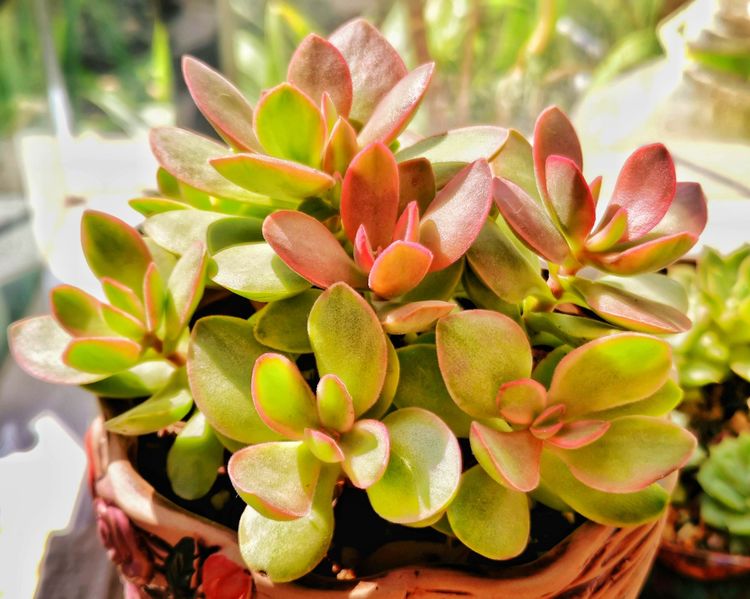 记录多肉长大的全过程,记录所有多肉成长过程