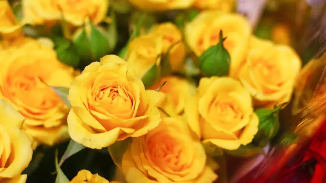 厦门这家超浪漫的鲜花餐厅,厦门最好看的花店