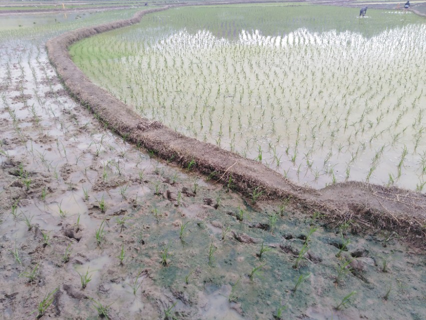 插秧前要注意什么事项视频,插秧苗时要注意哪些问题