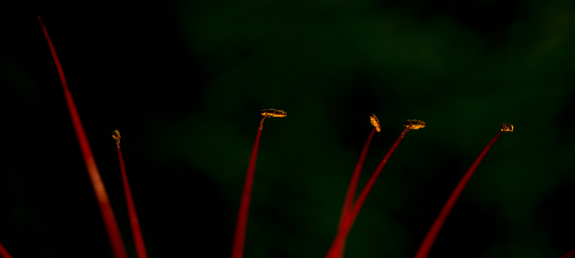 第14篇，尼康相机的标头-2021年元旦快乐