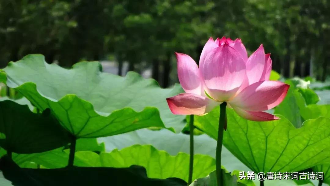 夏天的唯美诗句名字,诗词里的夏天模板