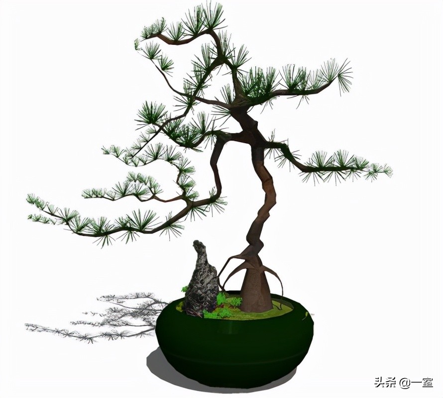 网红庭院植物搭配,网红绿植搭配技巧