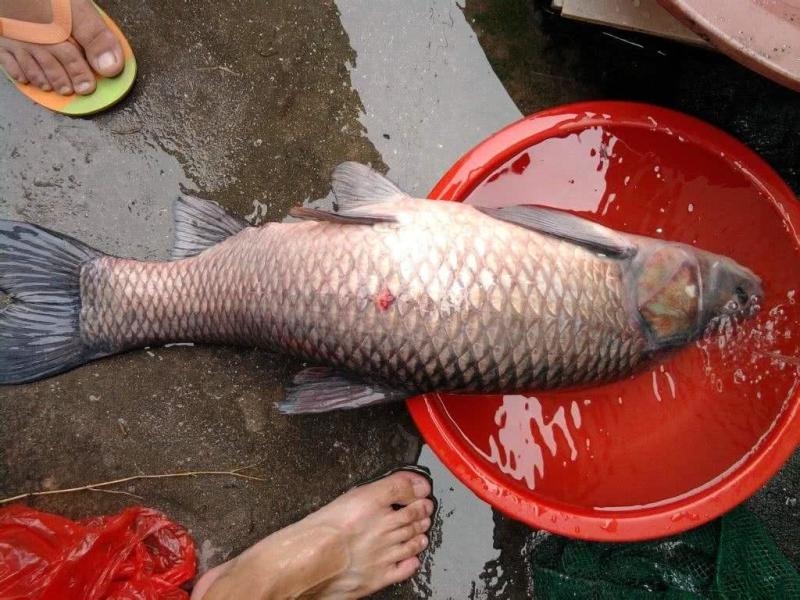 钓鱼线组搭配与鱼钩的大小,鱼塘钓鱼线组的最佳搭配