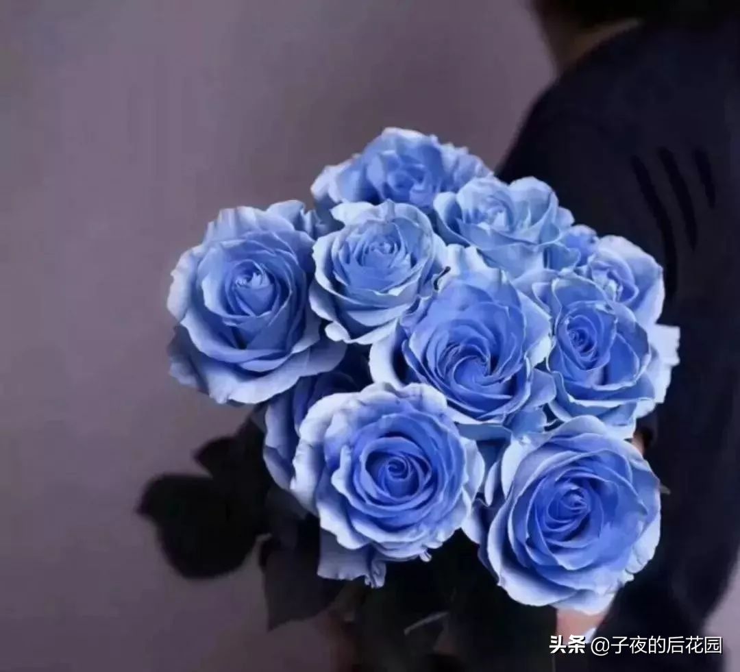 最好的进口玫瑰,进口玫瑰品种