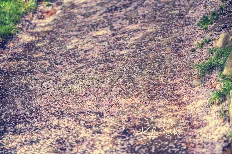 樱花季去京都怎么避免人太多,樱花季去日本旅行