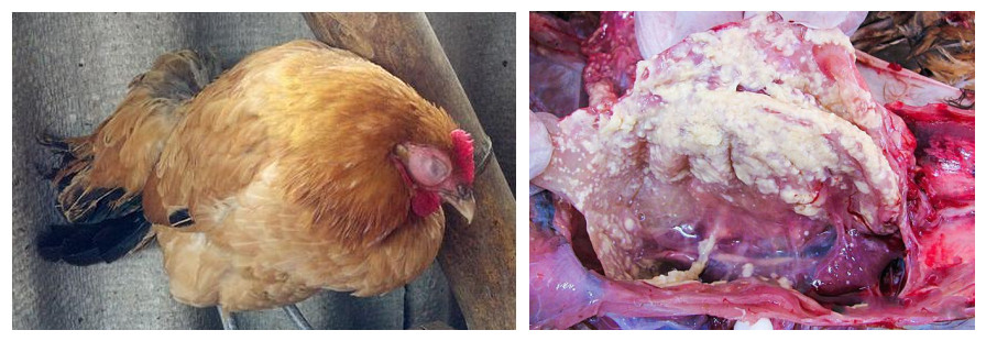 鸡支原体感染症状表现,鸡支原体感染和呼吸道感染的区别