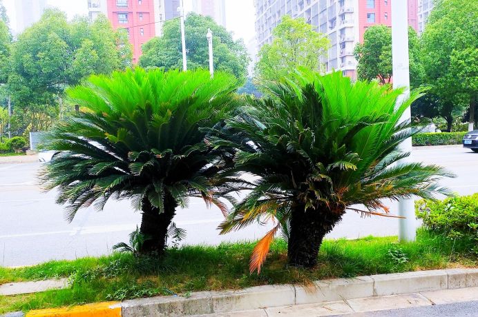 铁树分公铁树母铁树吗,铁树有雄铁树和雌铁树