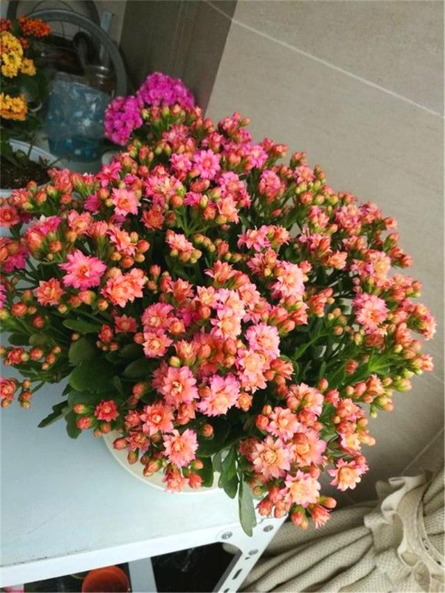 养花人养的花都有哪些,什么花养人又健康又好养