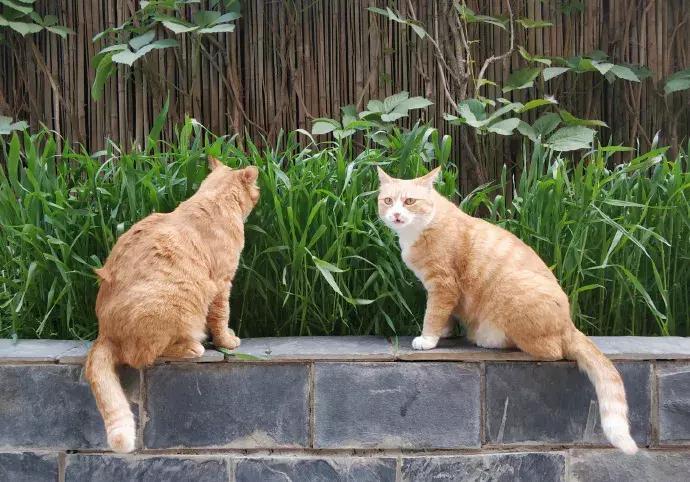 马未都说观复猫,马未都的观复猫视频