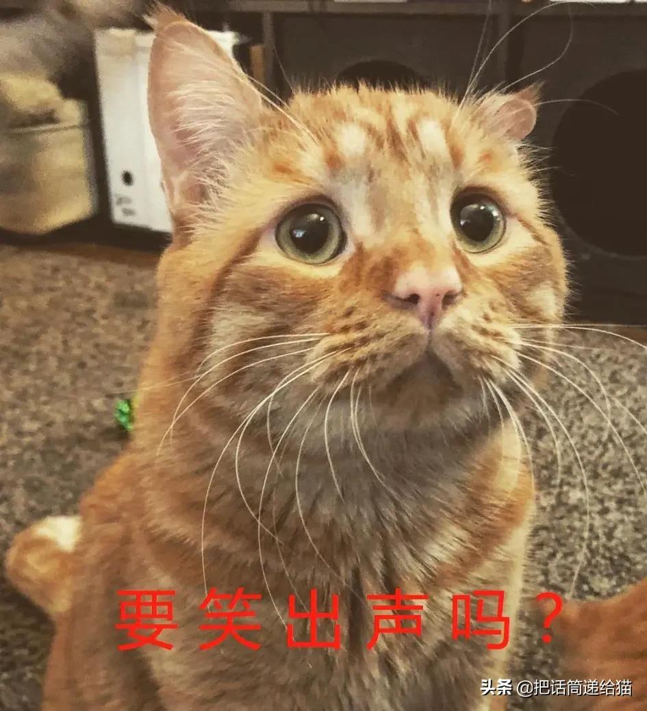 被弃养了一次的猫,从病魔中救回的猫脱离安乐死