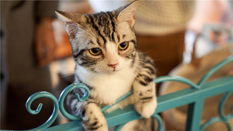 养猫家中异味怎么去除,家中养猫怎么去除家里的异味