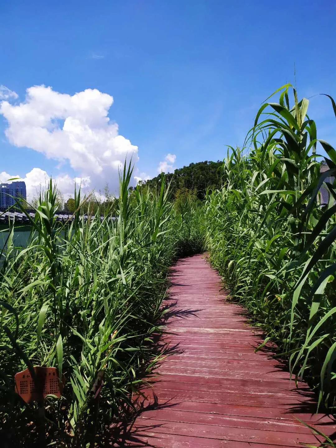 美在梅山-深圳市福田区梅山中学建校20周年志庆(2)