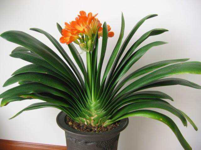 君子兰这样养每年都长得很好,君子兰养一年不开花只需放点它