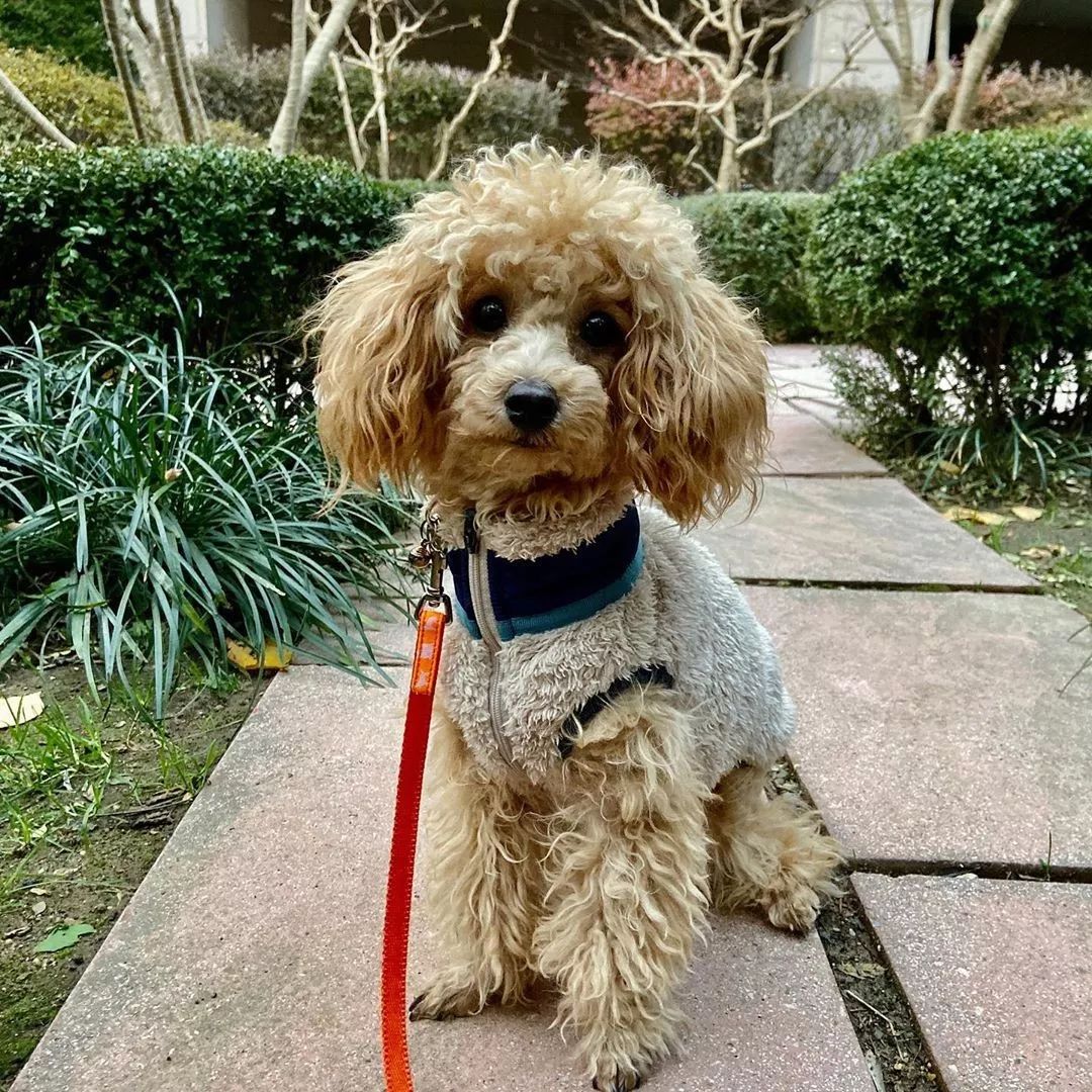 养了这么多狗狗老了都送哪去了,养了这么多年的狗都会心疼