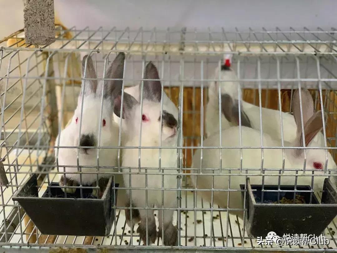 连成都人都赞不绝口的兔头空降安顺！这些兔兔还是安顺人自家养的