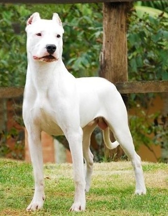 世界上一百种狗的图片,世界十种名贵狗