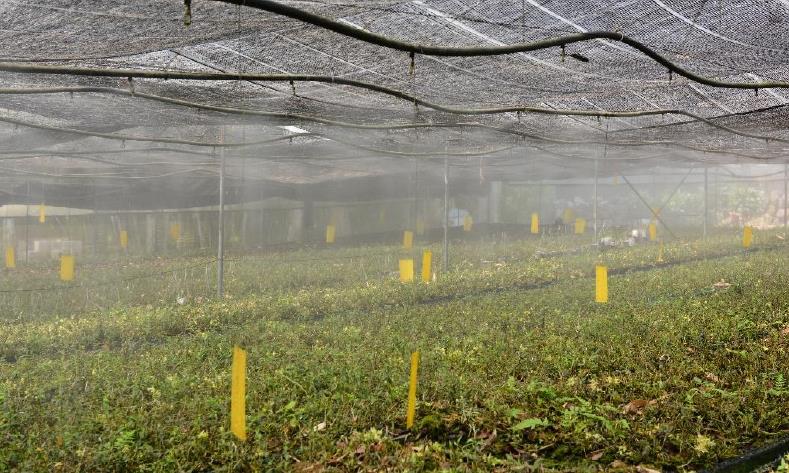 云南广南县铁皮石斛种植基地,铁皮石斛临安种植基地