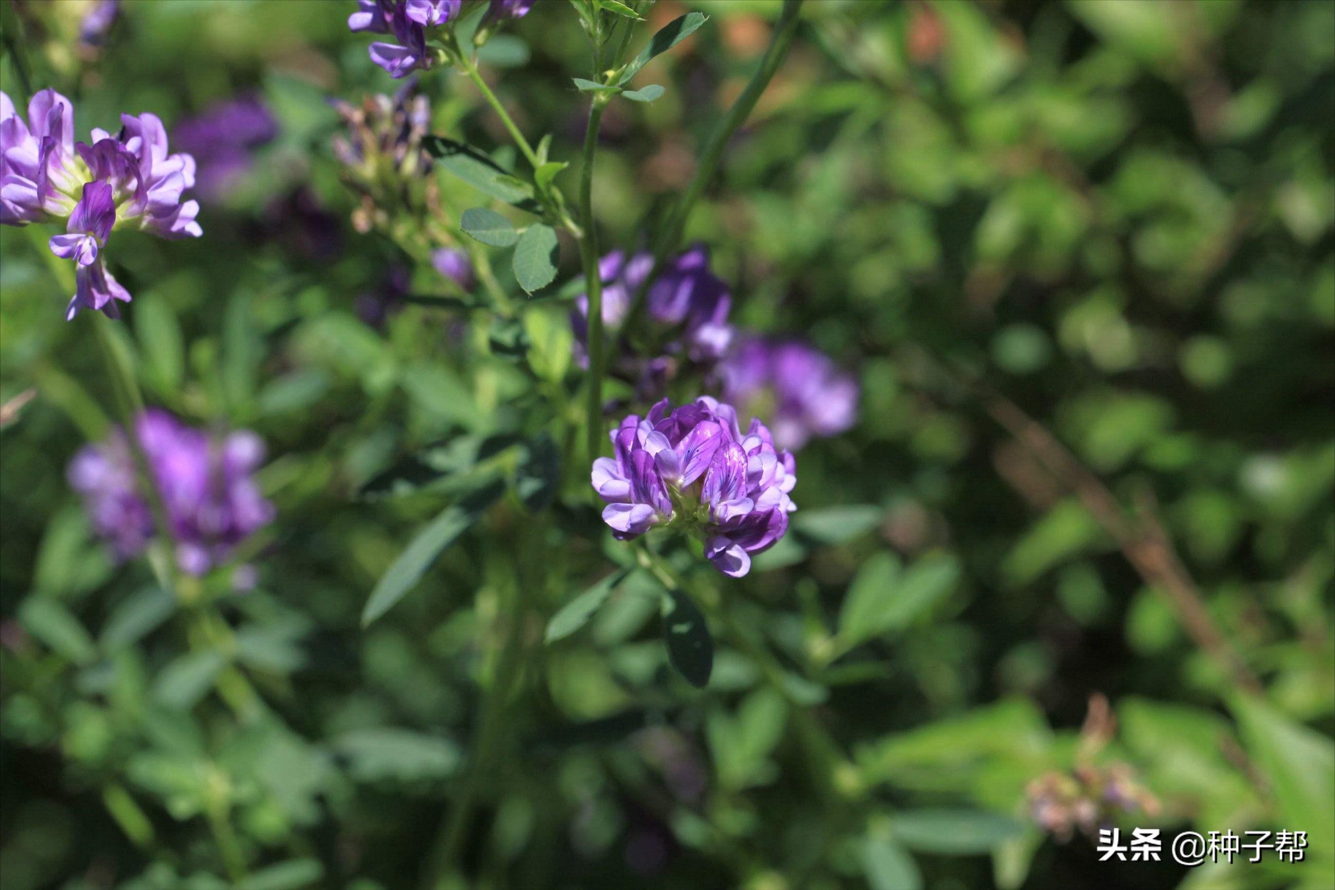 金皇后苜蓿品种介绍,金皇后苜蓿草特性