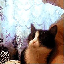 狗狗和狗狗会聊天吗,如何向猫咪表达爱意