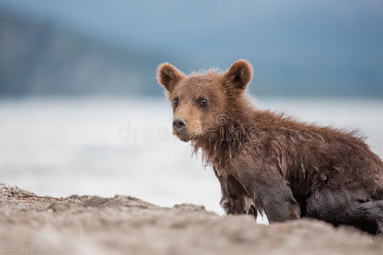 小熊救爷爷的故事,70岁老人救小熊视频