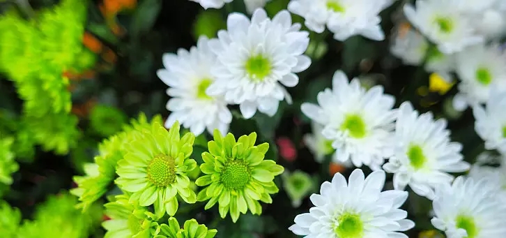 花语大全：各种鲜花的花语，不同颜色寓意也不一样啊