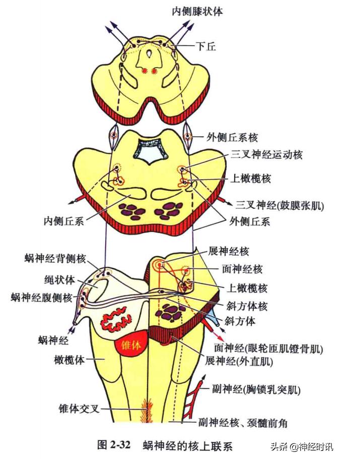脑干解剖,脑干神经解剖