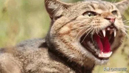 为什么猫见了狸猫会被吃,野狸子真是家猫的天敌吗