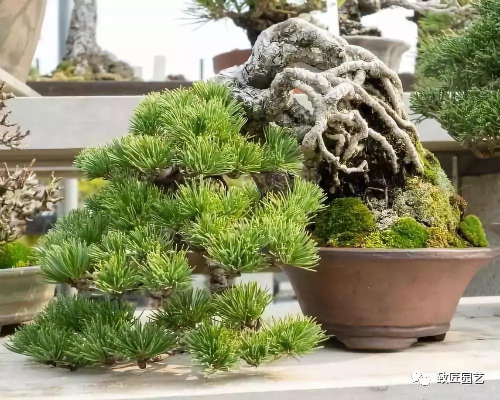 提根盆景造型大全大图,漂亮的提根盆景图片