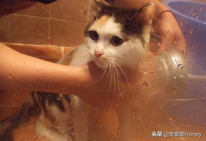 三种适合猫咪的洗浴方式，用过后不用担心它不爱洗澡了