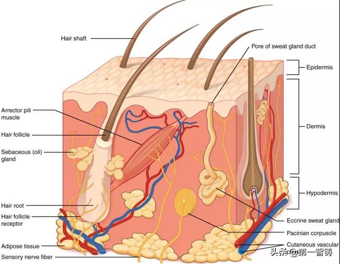 3d打印毛囊成功视频,3d打印治疗脱发