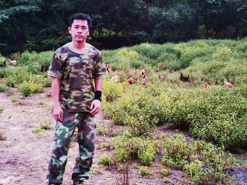 900元开启养鸡路，10年九死一生，创出“百草鸡”