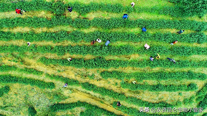 茶树黄叶病怎么治,茶树枯萎发黄怎么修剪