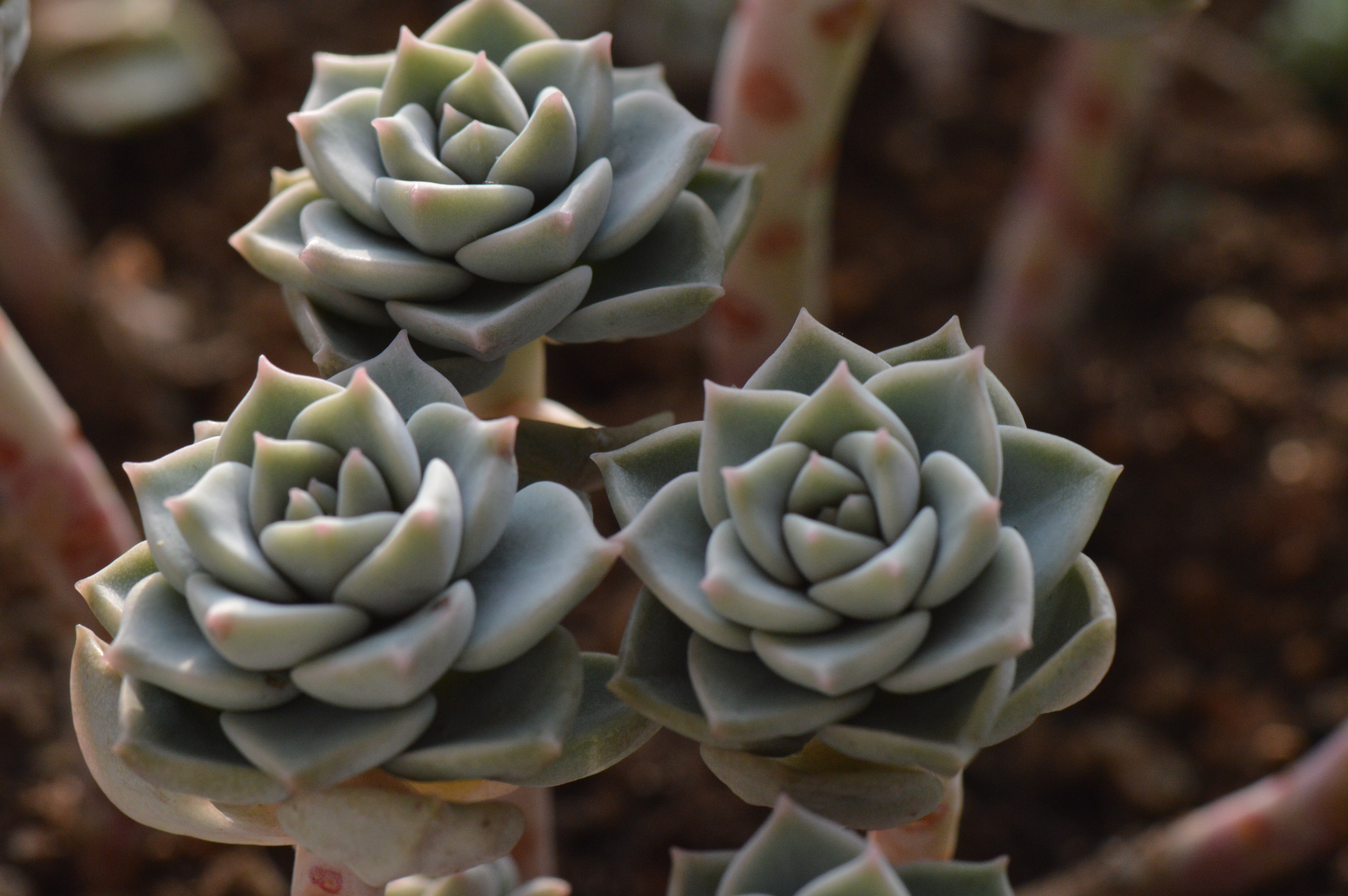 清欢养肉｜优生优育的白牡丹，让你从几片叶子跻身多肉大户