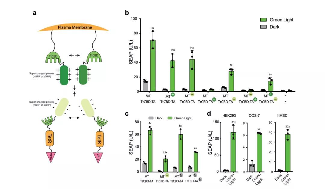 基因开关黑科技？植入体内后再也不怕血糖升高了
