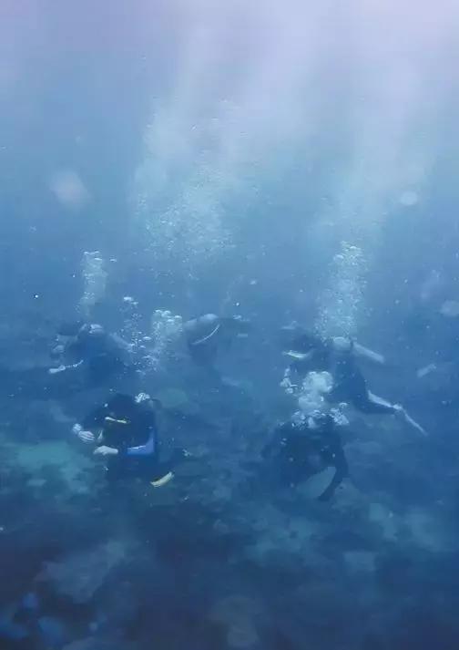 帕劳自由潜水完整视频,帕劳自由潜水玩法