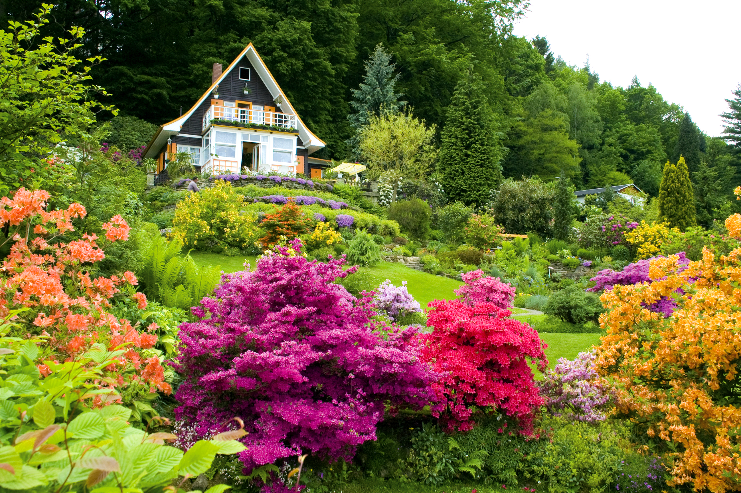 德国乡村风味的花园,德国花园里的植物