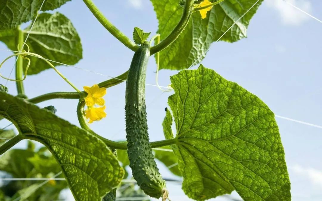 2022年最好的黄瓜种子是什么品种,德瑞特178黄瓜品种表现怎么样