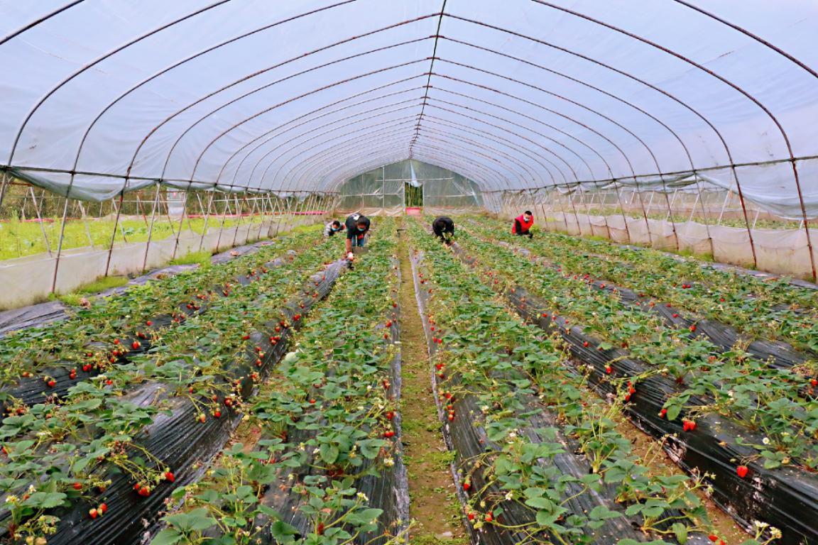 乡镇疫情防控和春耕生产两不误,疫情防控一手抓春耕备耕