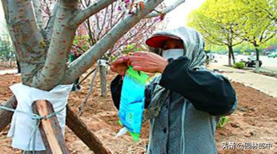 十年树龄香樟树叶发黄怎么办,香樟叶子发黄什么原因