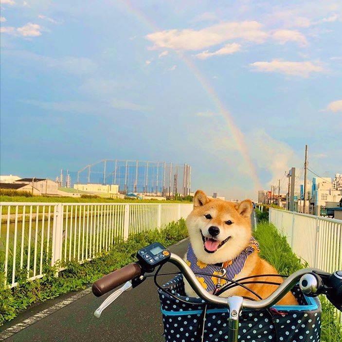 如何调教柴犬的臭脾气,怎么调教柴犬大小便