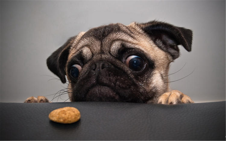 短腿狗腊肠犬,吉尼斯纪录最长的腊肠犬