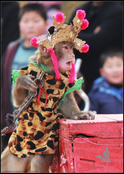 耍猴背后的真实故事,街头耍猴人违法吗