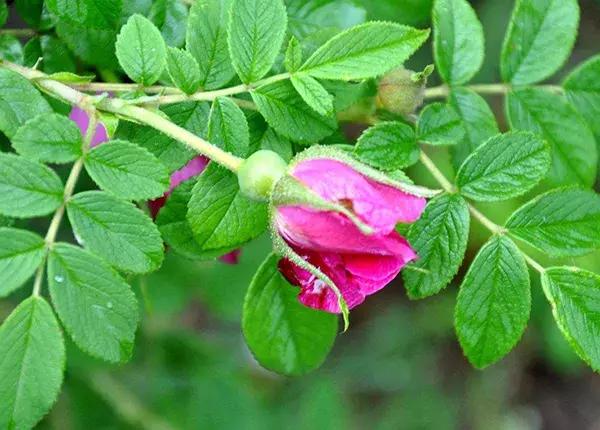 蔷薇月季玫瑰哪种最好养,蔷薇月季玫瑰区别是什么