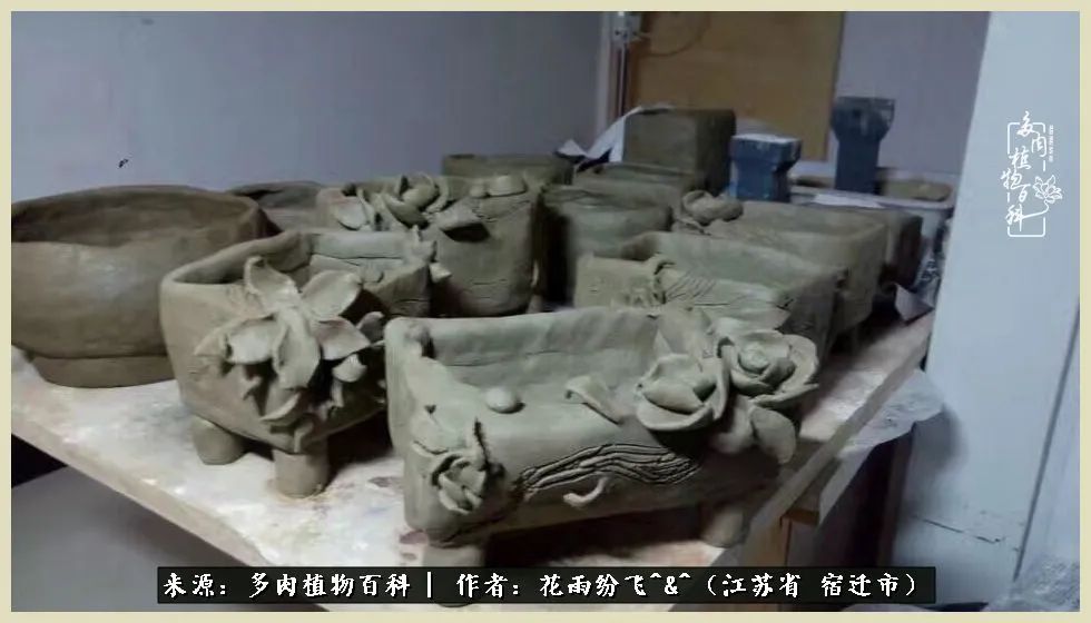 我家老臧：从反对到爱屋及乌的多肉守护人